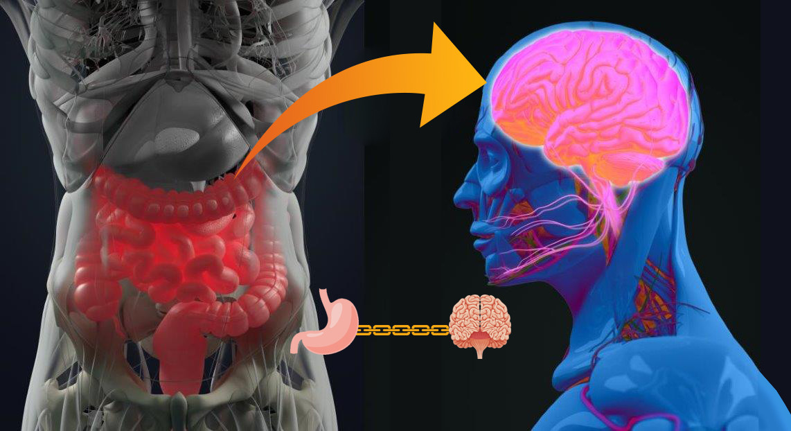 Relation entre le microbiote intestinal (intestin ) , le cerveau et le coeur